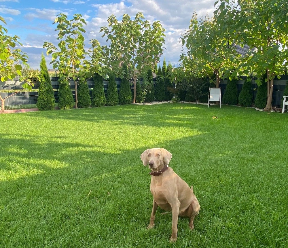 jaki nawóz na trawę